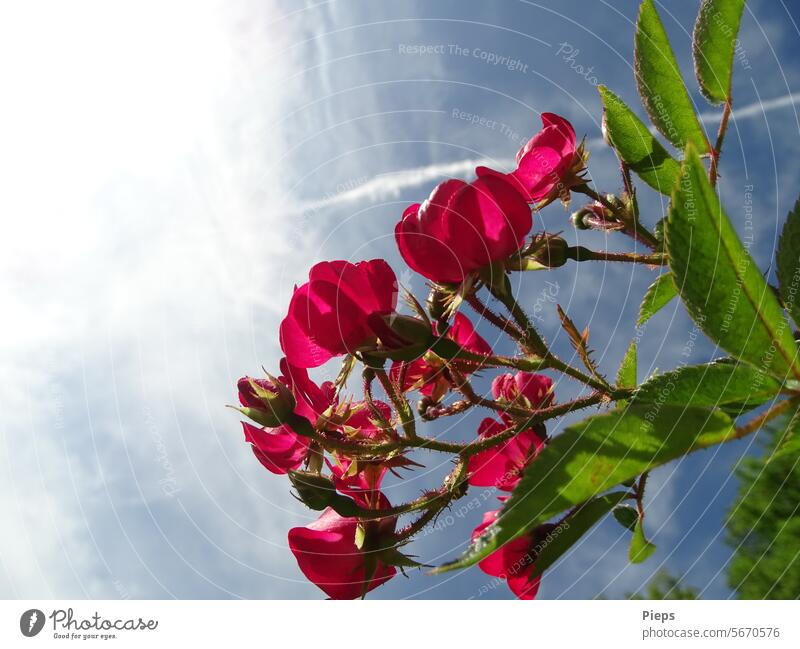 Blossoming rosebush and sky over Baden-Baden roses Flowering plant Love Red Garden Sky thorns July Back-light Summer Nature Romance Fragrance Twig Colour photo