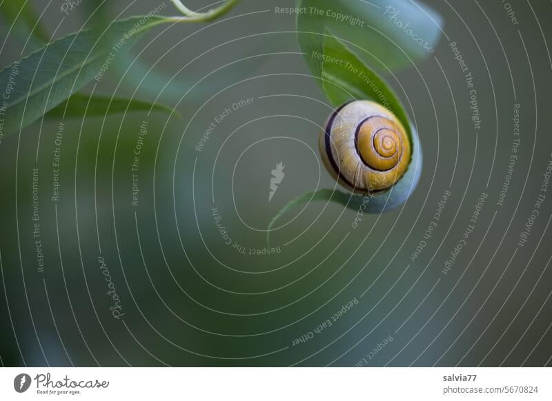 The snail shell lies protected and safe in the willow leaf Crumpet Snail shell Leaf Protection Safety (feeling of) harmony Spiral Structures and shapes
