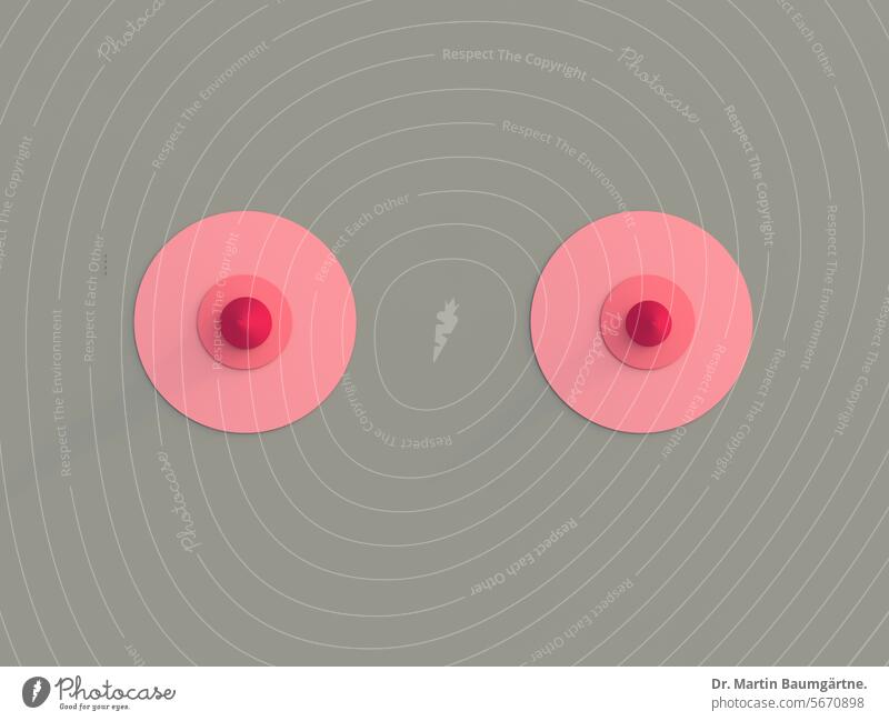 Symbolic image - breasts, mammae Mammae Chest Breasts symbol picture feminine nipples Feminine sex characteristic