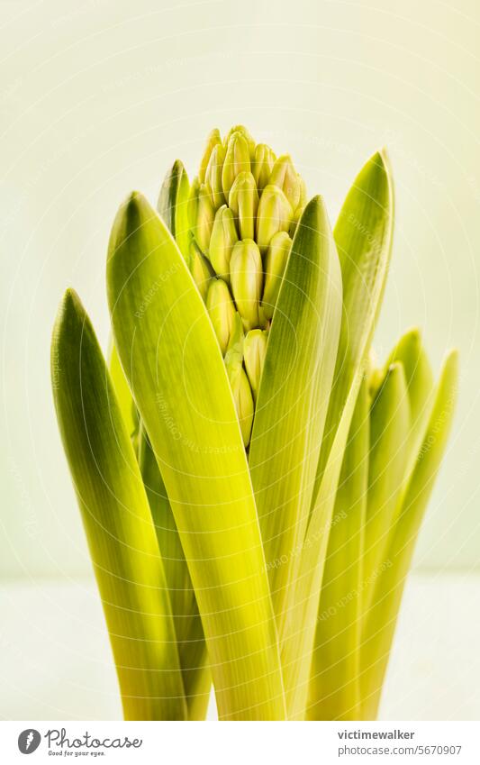 Common hyacinth flowers studio shot plant green copy space floral spring nobody flowering plant background indoor bulbous perennial nature seasonal growth