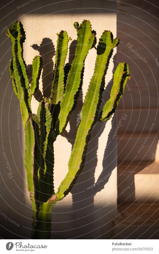 #A0# Cactus shade cactus plant Cactus field Shadow Mediterranean Nature Plant Colour photo Green cacti Summer Desert Botany Thorn ardor water scarcity