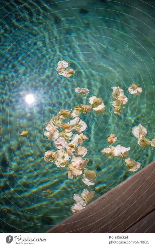 #A0# Flowers in the pool Blossom leave petals Wind Blue Hotel pool