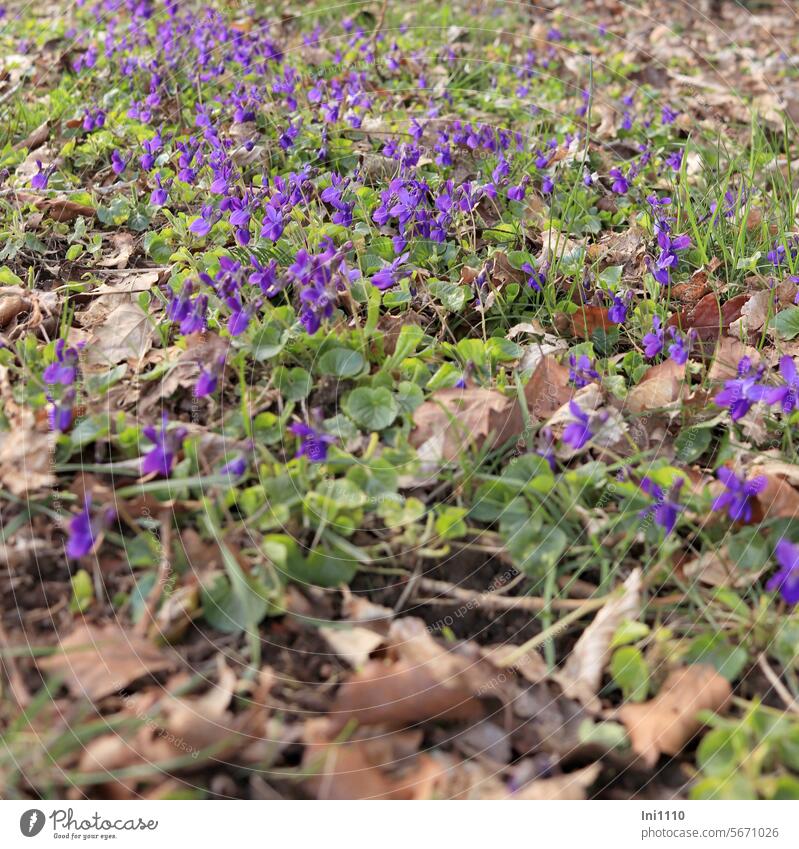 One of the first heralds of spring - the violet plants purple Violet Fragrance fragrant fragrant violet Viola odorata Penumbra carpet of flowers