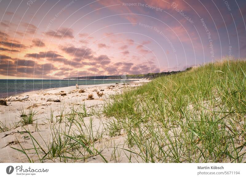 Sunset on the beach at Zingst. Dune grass in the foreground. Pink clouds in the sky sea ocean wave travel walk coast romantic west beach Baltic Sea Sandy beach