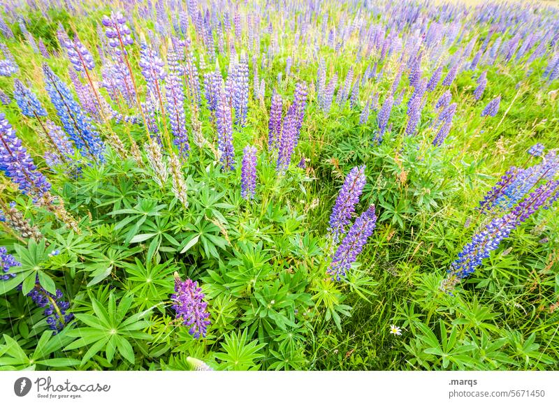 lupins Violet Many naturally Blossoming Lupin Lupine field Summer Nature Plant Environment Lupines Green blossom wild flower purple Lupin blossom Bright