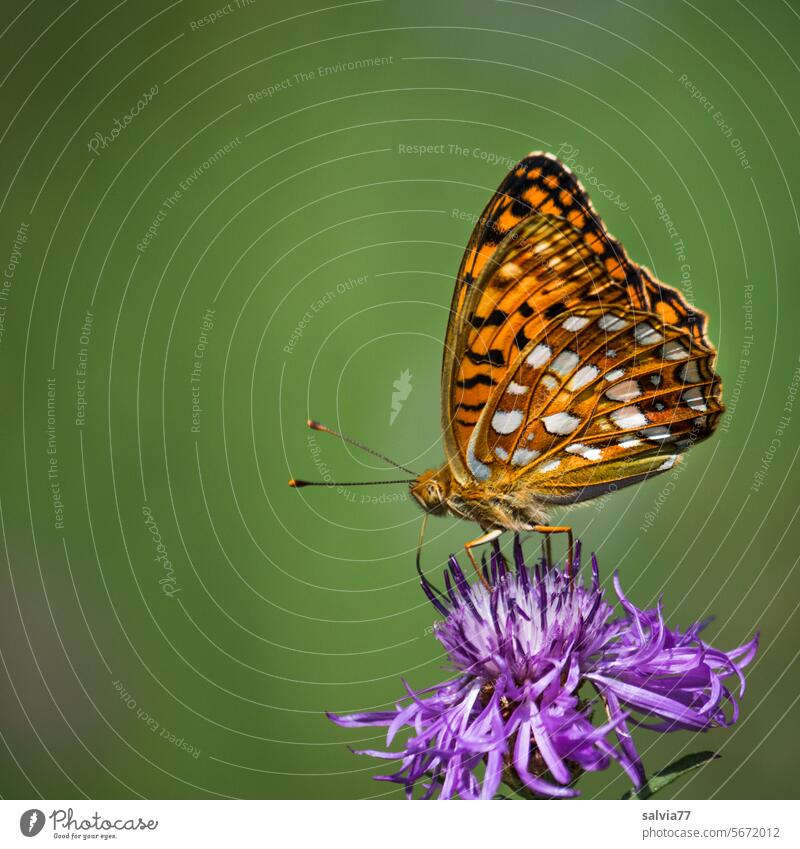 a jewel of the summer, the March violet fritillary butterfly Argynnis adippe Fabriciana adippe Fiery fritillary Butterfly Lepidoptera butterflies