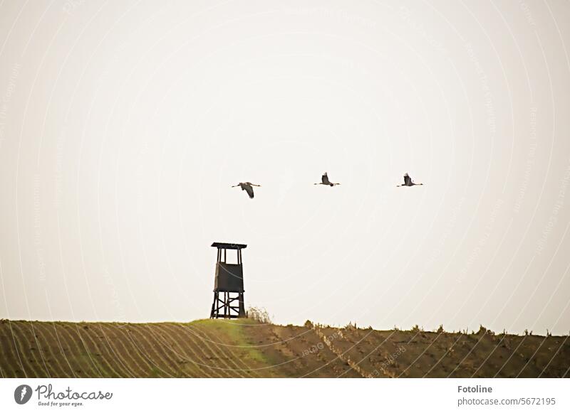 3 cranes fly over a field where there is a raised hide. They will not land here. Crane Bird Sky Wild animal Exterior shot Animal Freedom naturally