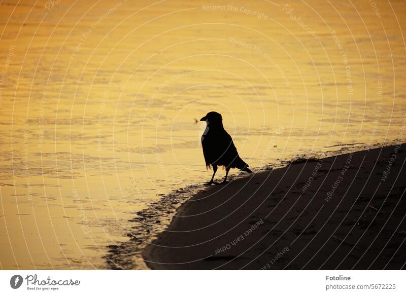 A raven stands on the shore of the frozen lake and watches the sunset. Bird Black Animal Crow Wild animal world Beak fauna Dark Sunset Sunlight sunset mood