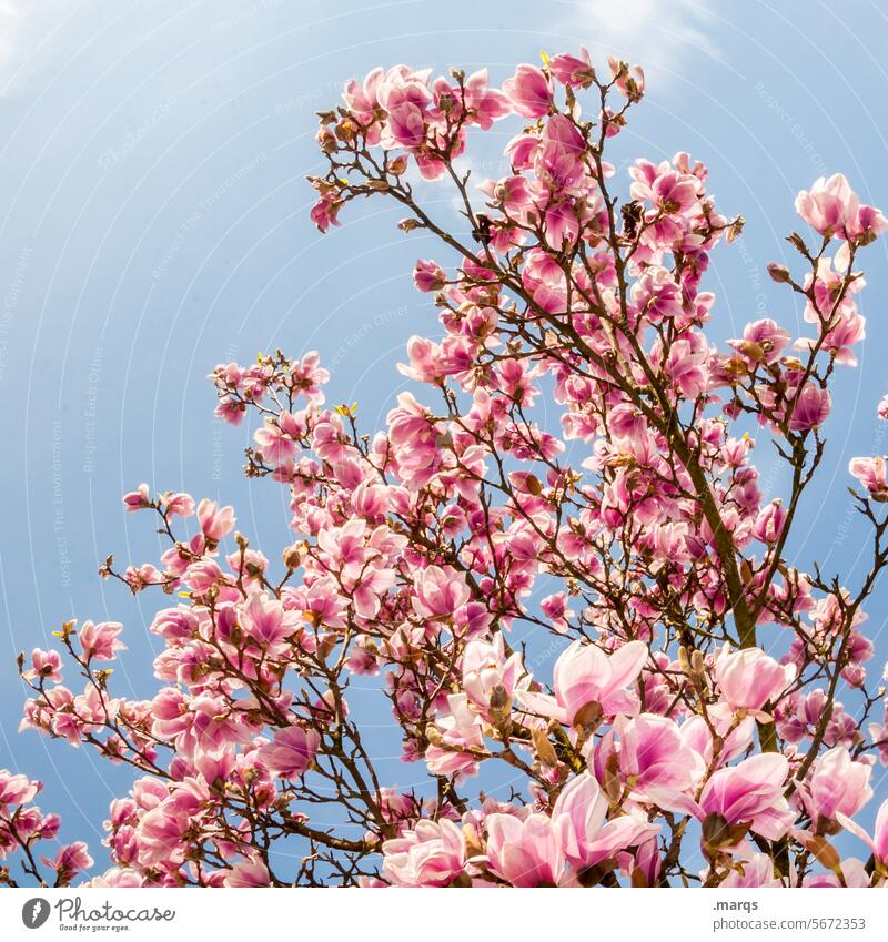 magnolia Magnolia tree Magnolia plants Spring Nature Twigs and branches Blossom Pink Blossoming Spring fever Magnolia blossom Cloudless sky Bud