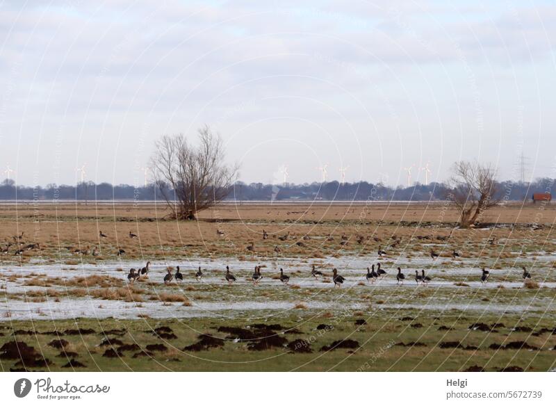 Wild geese in a winter meadow birds Wind geese grey geese Meadow Willow tree Tree Winter Ice chill Cold Frozen Frost Winter's day Exterior shot Freeze Nature
