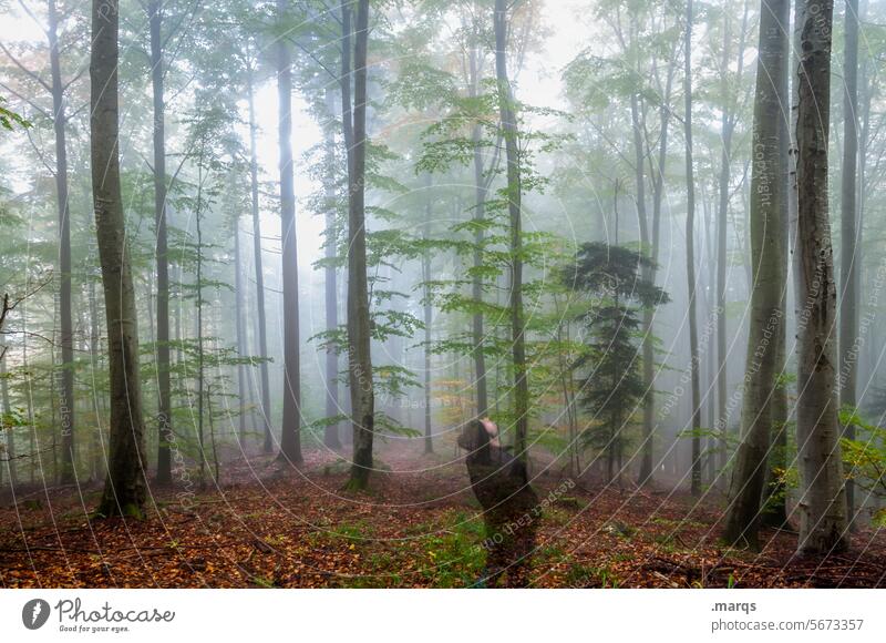 in the fog Forest Fog Moody Nature Deciduous tree Deciduous forest Autumn Mysterious Environment Elements Relaxation
