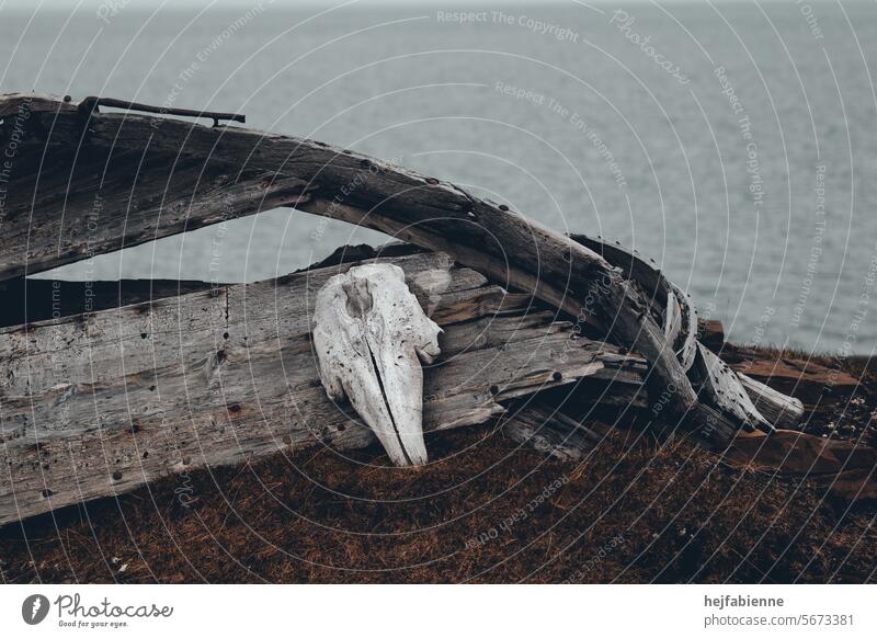 An old whale skull bone leans against a wrecked wooden boat. Old whaling station on Spitsbergen where beluga whales were cruelly caught with nets and slaughtered.