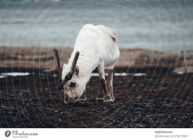 A white reindeer grazes in the barren tundra landscape on Spitsbergen. Moss and lichen on the rocky shore of the Arctic Ocean. Reindeer Wild animal Tundra