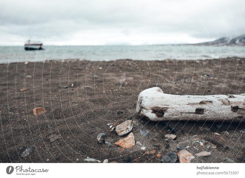 Driftwood on a brown, stony beach on Spitsbergen. View out to sea towards a rubber dinghy and an expedition ship. Beach seaboard The Arctic Expedition Cruise