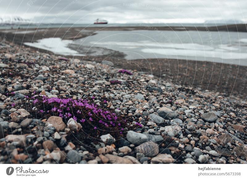 A splash of color in a barren landscape. Pink rockweed on the scree shore of the polar sea on Spitsbergen. Fjord and expedition ship in the background.