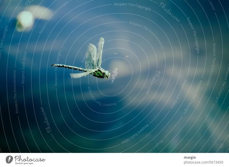 Dragonfly in flight Animal Close-up Water Sky Insect king dragonfly Exterior shot Macro (Extreme close-up) Nature Shallow depth of field Flying Animal portrait