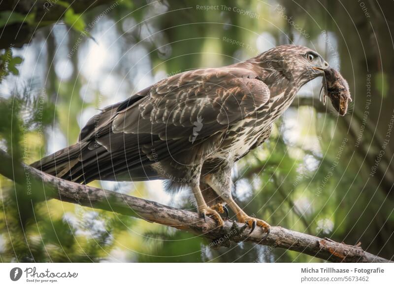 Buzzard with a captured mouse in its beak Common buzzard Buteo buteo Hawk Bird of prey bird of prey Head Beak Eyes feathers plumage Grand piano Legs Claw Mouse