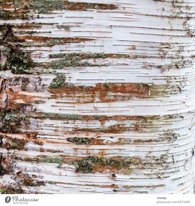 birch bark Detail Wood Tree Pattern Tree trunk Birch tree Tree bark Structures and shapes Nature Wood grain birch trunk Close-up Plant Birch bark Surface Botany