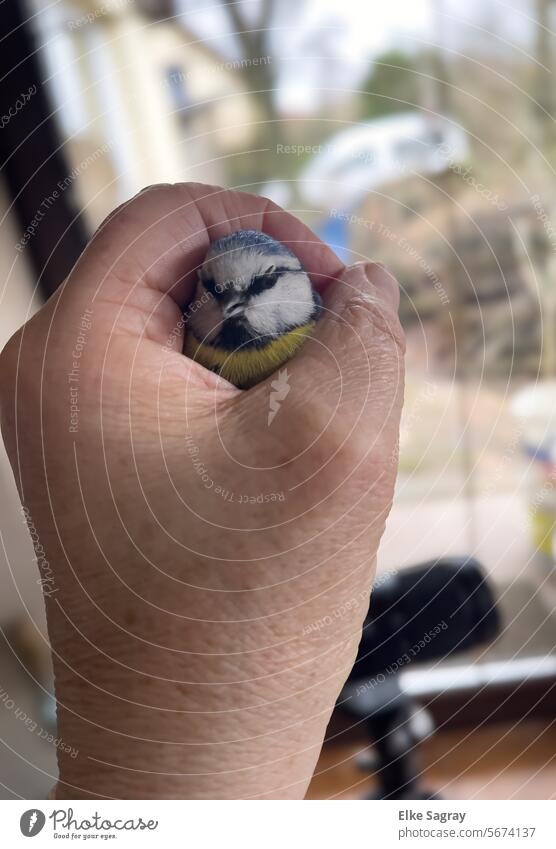 Blue tit in hand - rescued after flying into the window pane Bird in the hand Nature Hand Animal Outdoors naturally Grand piano Tit mouse Head Beak White