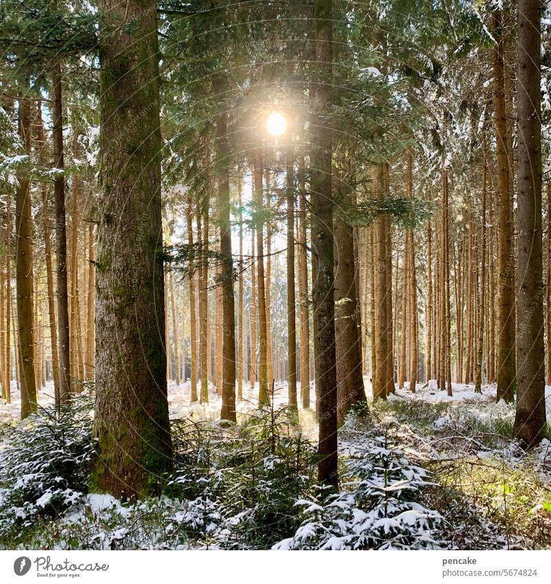 mindfulness | forest bathing in winter Forest Moody tranquillity Relaxation attentiveness Forest atmosphere Mood lighting Nature Silence in the forest