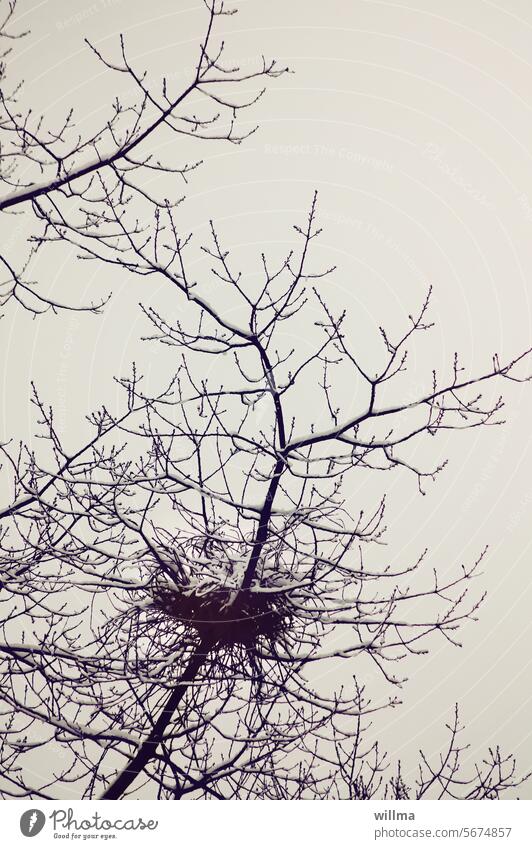 The winter nest bird's nest Nest crow's nest Tree twigs Snow Winter chill Frost book cover Novel