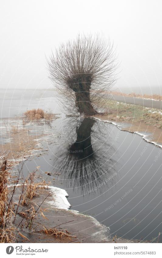 Pollarded willow in the Ochsenmoor Nature Landscape Weather Winter mood Frost Fog silent somber gloomy atmosphere grey in grey no foresight flooded meadows Ice