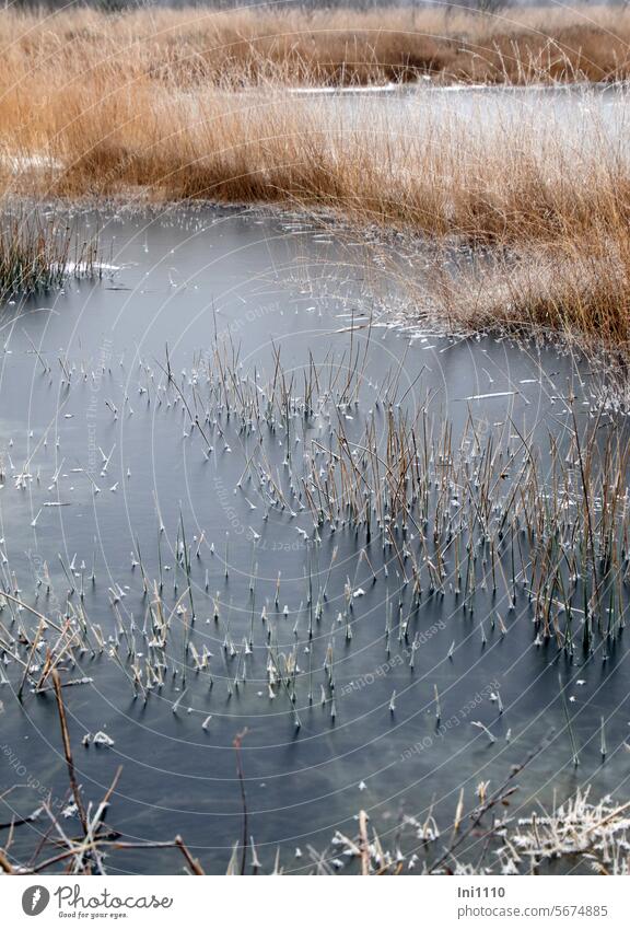 Silence in the moor Winter Frost Silence in nature Bog Bog Pond ossified frozen thin layer of ice grasses Bog Witch Juncus ice crystals