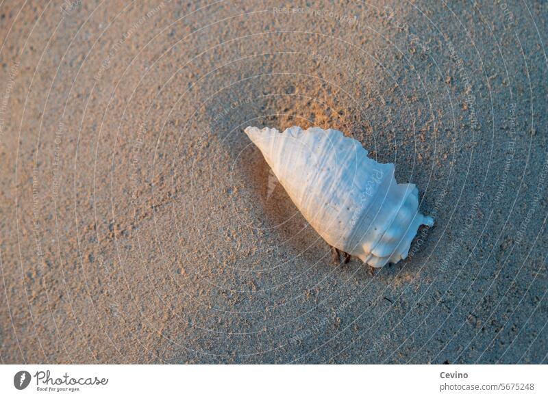 Snail in the sand Beach Blue Orange Sand Warm colour Complementary colour Background picture Nature Egypt Africa shell Mollusk Stranded pretty Sandy beach