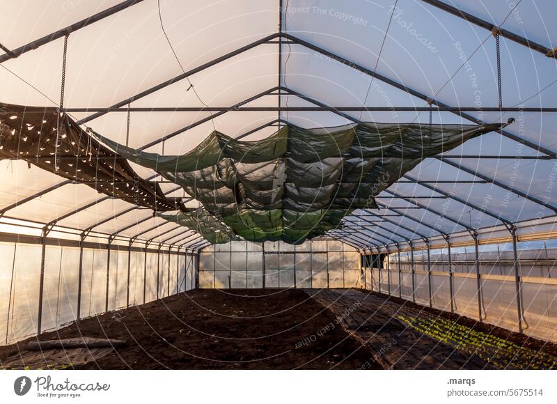 Greenhouse Scaffolding Organic produce naturally Nature Growth Gardening Tree Sunlight Shadow Glass Botany Tunnel Field Agricultural crop Market garden