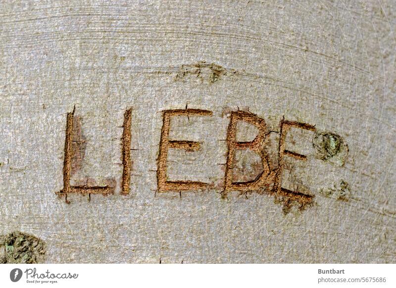 L I E B E Love Tree bark Wood Structures and shapes writing Characters embassy carve scratched Detail Nature Pattern Letters (alphabet) Word Noun
