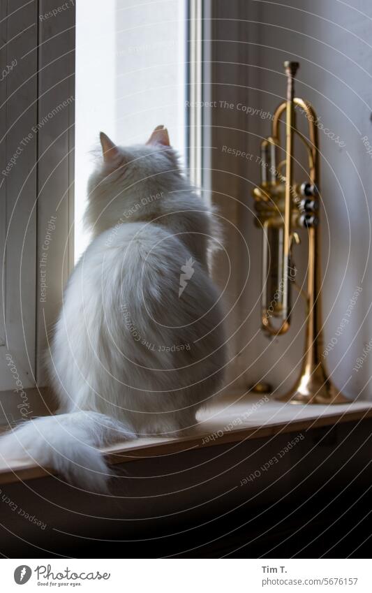 White cat with trumpet on the windowsill Cat hangover Trumpet Window Animal Pet Pelt Domestic cat Animal portrait Cute Cat's head Looking Cuddly Observe