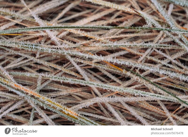 frozen grass Grass blades of grass Nature Plant Meadow Environment naturally chill Frozen ice crystals Frost Cold Winter Freeze Ice crystal Close-up