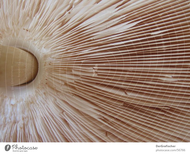 delicious parasol Beige Worm's-eye view Mushroom Umbrella Stalk Lighting Disk Macro (Extreme close-up) sticks Hollow