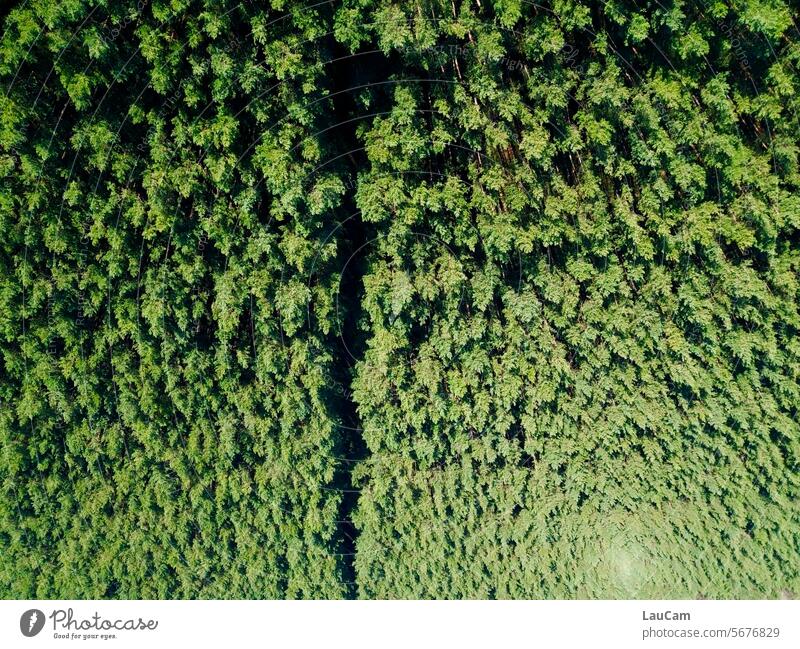 Hanging Garden Forest On the head change of perspective trees upturned Landscape Nature Tree Calm Green off Lanes & trails Environment Forestry forest Forstwald