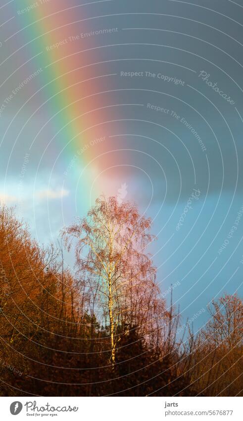 Tree of happiness Rainbow Happy colors Prismatic colors Birch tree Sun Light Weather Sky Clouds Exterior shot Light (Natural Phenomenon) Sunlight Nature