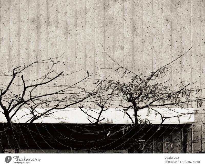 Bare branches in front of exposed concrete Branches and twigs Bleak bare branches bare branches and twigs Concrete exposed concrete wall Facade urban Town