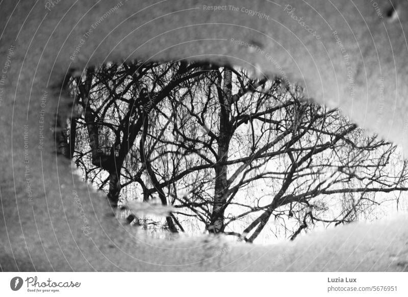 Melting ice, bare branches reflected in the water Ice ice melting Winter Cold Frozen Water Well reflection Branches and twigs Bald Branches Black & white photo