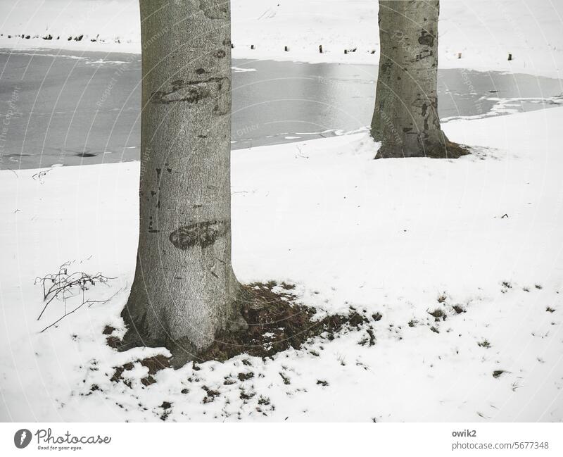 cold feet Winter trees tree trunks two Couple Neighbours Side by side Exterior shot Nature Pond Park Detail Colour photo Subdued colour Landscape Wood naturally