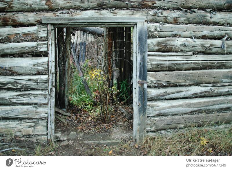Alaska | dilapidated log cabin with a view Log home Derelict Ruin remnants Broken Old Transience Decline Change lost places Past Ravages of time