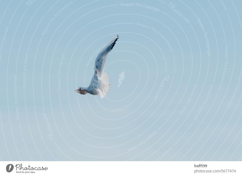 Seagull headless in flight on new paths Gull birds Flying fly away Change in direction Nature Life avert Loneliness seascape Ocean new life awakening go