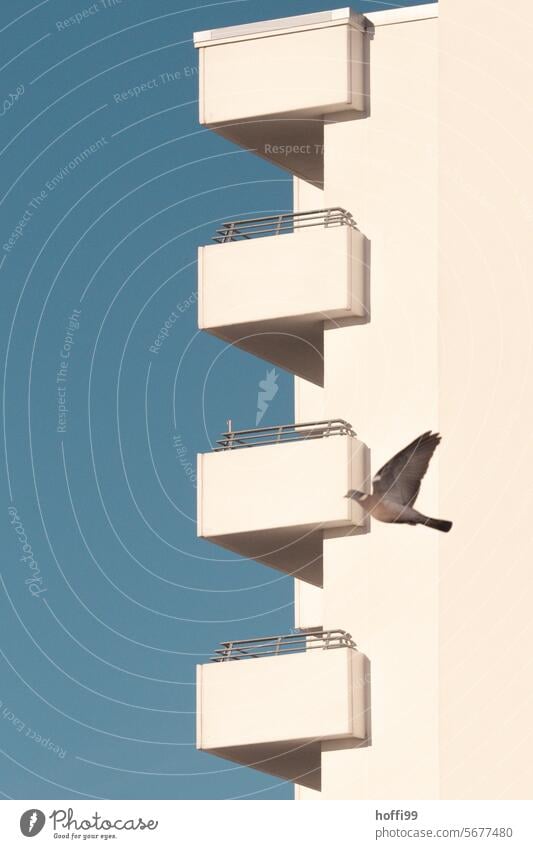 White balconies with a dove in the picture against a blue sky Minimalistic Balconies Blue sky Pigeon Bird Flying Animal Freedom Sky Apartment Building Symmetry