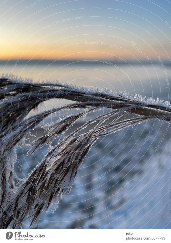 Frozen reeds by the sea Snow Winter Cold cold season cold temperature icy cold Freedom chill winter Exterior shot Snow layer Winter's day Winter mood Nature