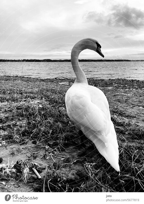 Swan by the sea feathers Spring vibrations White Elegant daintily silent Cautious vigilantly gooseneck Ocean Baltic Sea Baltic coast Baltic beach Beach Grass
