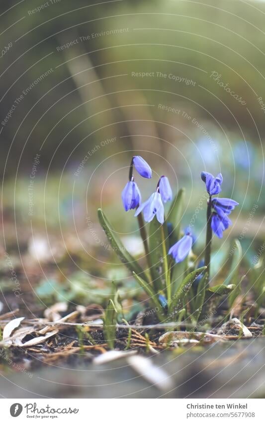 long for spring Spring flower Flower blue star Scilla siberica little flowers Blue Light Esthetic Small Uniqueness Spring fever flora and fauna Garden