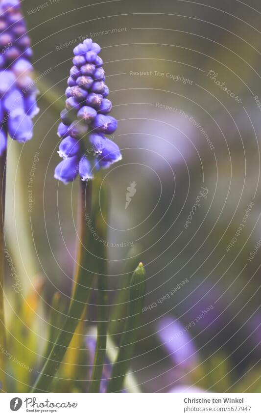 because blue-violet is so beautiful Muscari Pearl Hyacinth Flower Flowering plant Spring fever naturally Violet Near purple Small Green Hyacinthus pretty