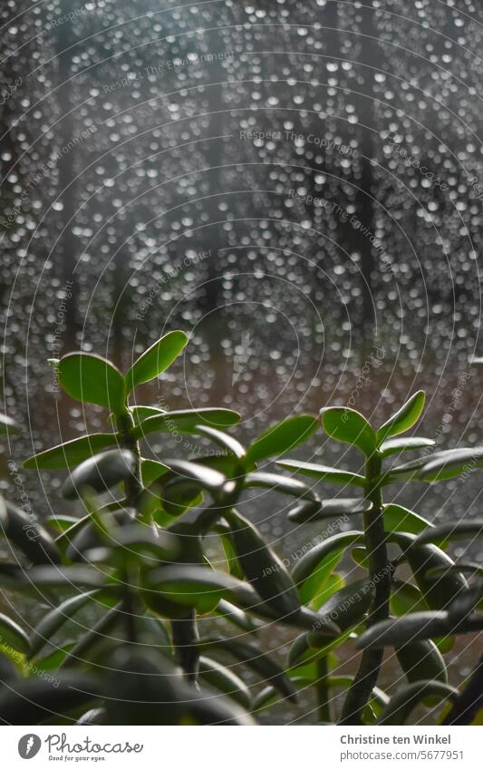 a houseplant stands by the rainy window waiting for sunshine Houseplant Foliage plant raindrops pfennig tree money tree Crassula ovata Window thickleaf plants