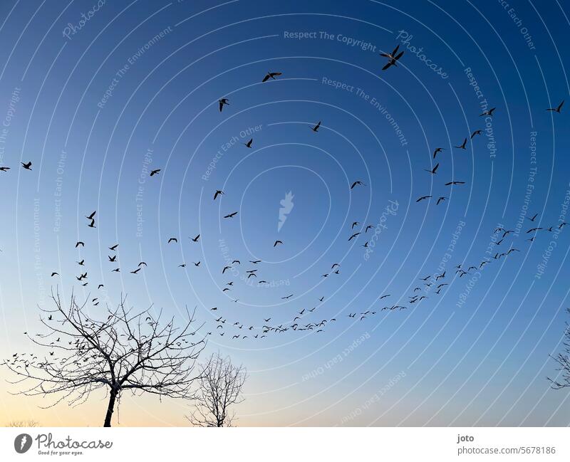 Flock of birds in the sky at sunrise Sunrise Sunset Birds fly Tree branches Silhouette silhouettes winter Winter Bleak Winter mood Sky Nature Flying