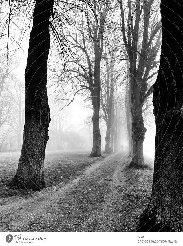 All in the fog with silhouettes in the background trees Tree Silhouette Fog cloudy Misty atmosphere Dreary cloudy weather Gloomy Grief Calm tranquillity