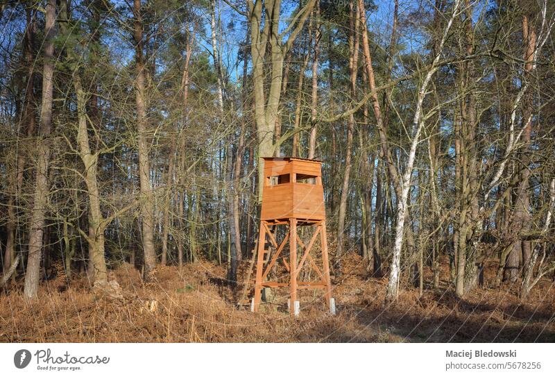 Photo of a deer hunting tower at the edge of the forest. raised hide blind nature outdoor tree landscape meadow wooden season view scenery stand environment