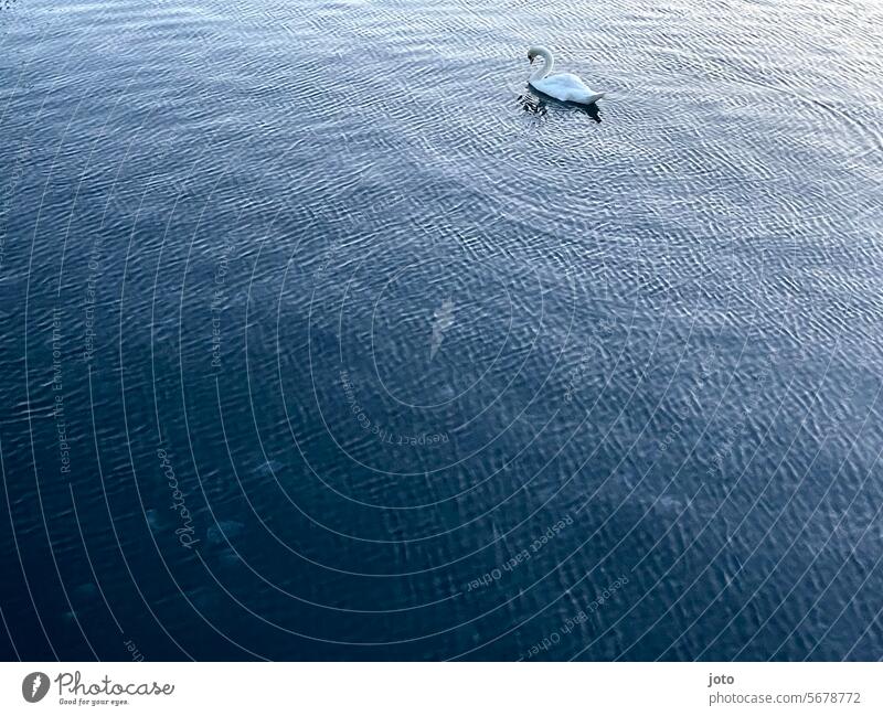 Swan floats on the water and makes waves Ocean Horizon Baltic Sea farsightedness Lonely on one's own daintily Elegant White gooseneck Water Animal Bird Feather